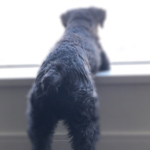 Bruno